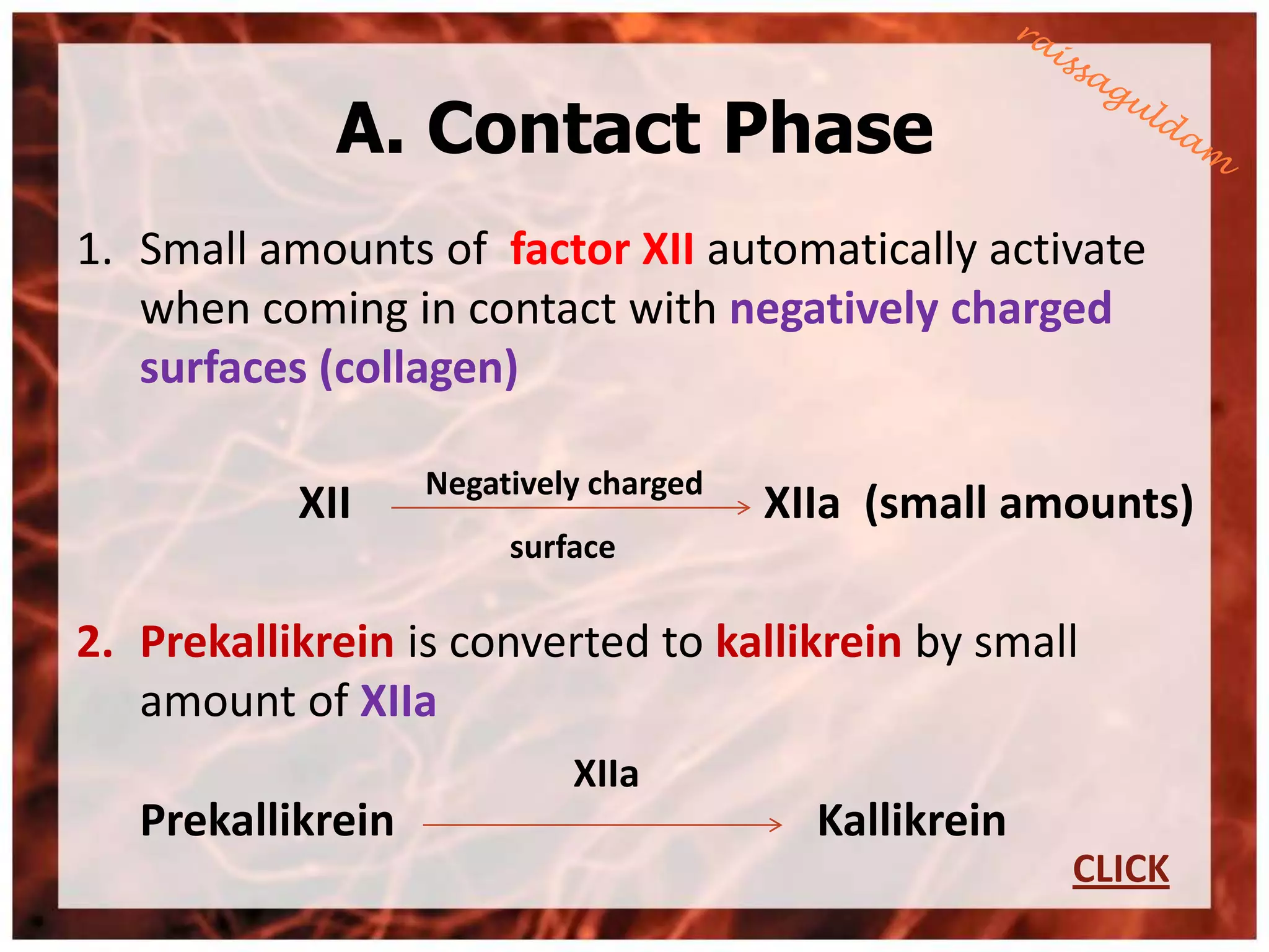 A. Contact Phase
1. Small amounts of factor XII automatically activate
   when coming in contact with negatively charged
   surfaces (collagen)

                   Negatively charged
           XII                          XIIa (small amounts)
                        surface

2. Prekallikrein is converted to kallikrein by small
   amount of XIIa
                            XIIa
   Prekallikrein                          Kallikrein
                                                       CLICK
 