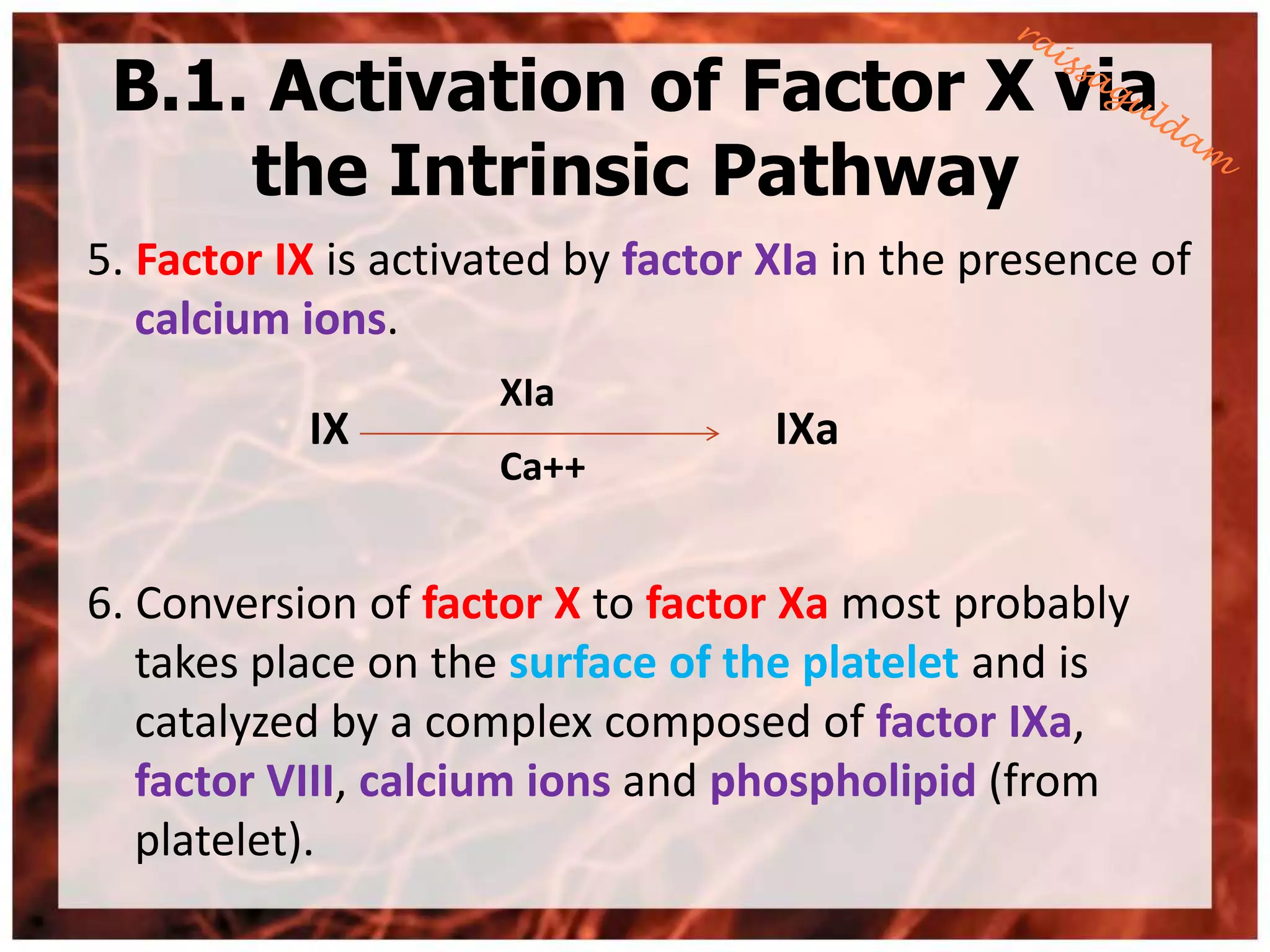B.1. Activation of Factor X via
     the Intrinsic Pathway
5. Factor IX is activated by factor XIa in the presence of
   calcium ions.
                     XIa
           IX                       IXa
                     Ca++


6. Conversion of factor X to factor Xa most probably
   takes place on the surface of the platelet and is
   catalyzed by a complex composed of factor IXa,
   factor VIII, calcium ions and phospholipid (from
   platelet).
 
