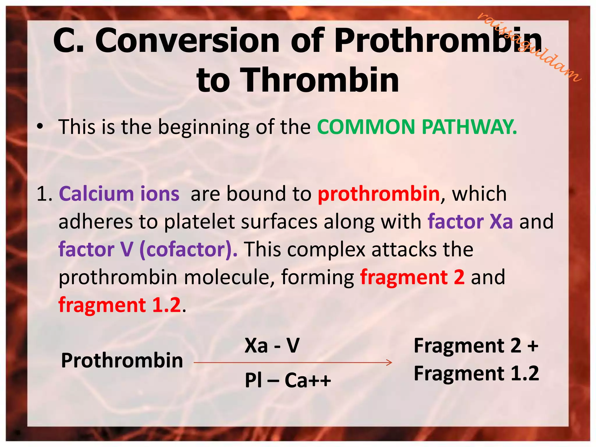 C. Conversion of Prothrombin
         to Thrombin
• This is the beginning of the COMMON PATHWAY.

1. Calcium ions are bound to prothrombin, which
   adheres to platelet surfaces along with factor Xa and
   factor V (cofactor). This complex attacks the
   prothrombin molecule, forming fragment 2 and
   fragment 1.2.
                      Xa - V            Fragment 2 +
  Prothrombin
                      Pl – Ca++         Fragment 1.2
 