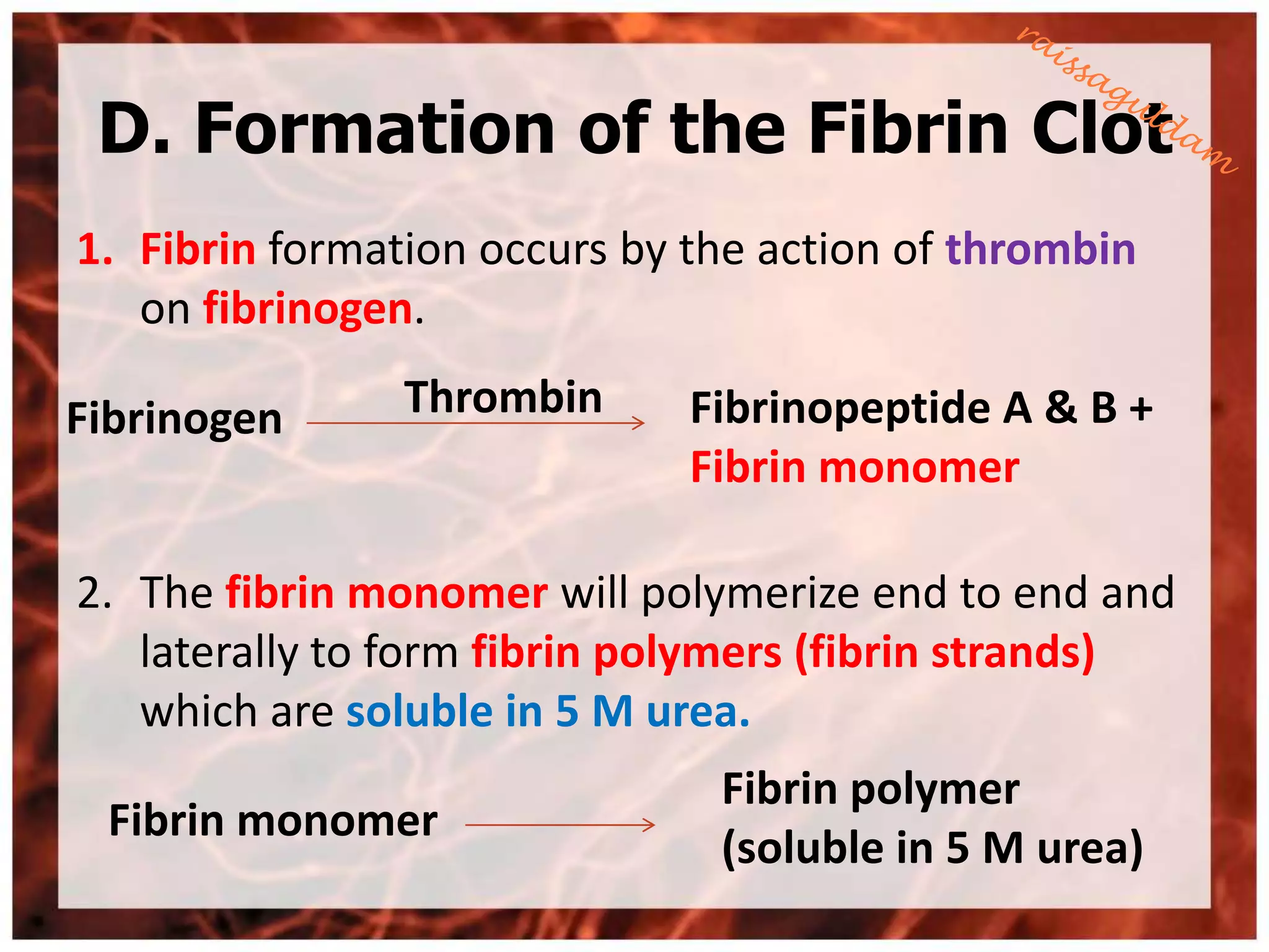 D. Formation of the Fibrin Clot
1. Fibrin formation occurs by the action of thrombin
   on fibrinogen.

Fibrinogen      Thrombin      Fibrinopeptide A & B +
                              Fibrin monomer

2. The fibrin monomer will polymerize end to end and
   laterally to form fibrin polymers (fibrin strands)
   which are soluble in 5 M urea.
                               Fibrin polymer
 Fibrin monomer
                               (soluble in 5 M urea)
 