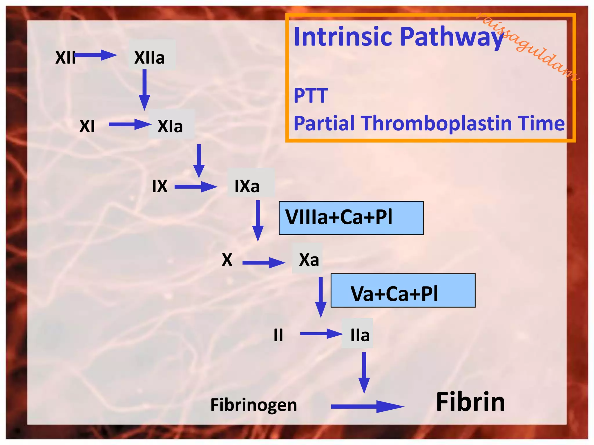 Intrinsic Pathway
XII        XIIa
                                   PTT
      XI     XIa                   Partial Thromboplastin Time

             IX         IXa
                                   VIIIa+Ca+Pl
                    X               Xa
                                         Va+Ca+Pl
                              II         IIa


                   Fibrinogen                    Fibrin
 