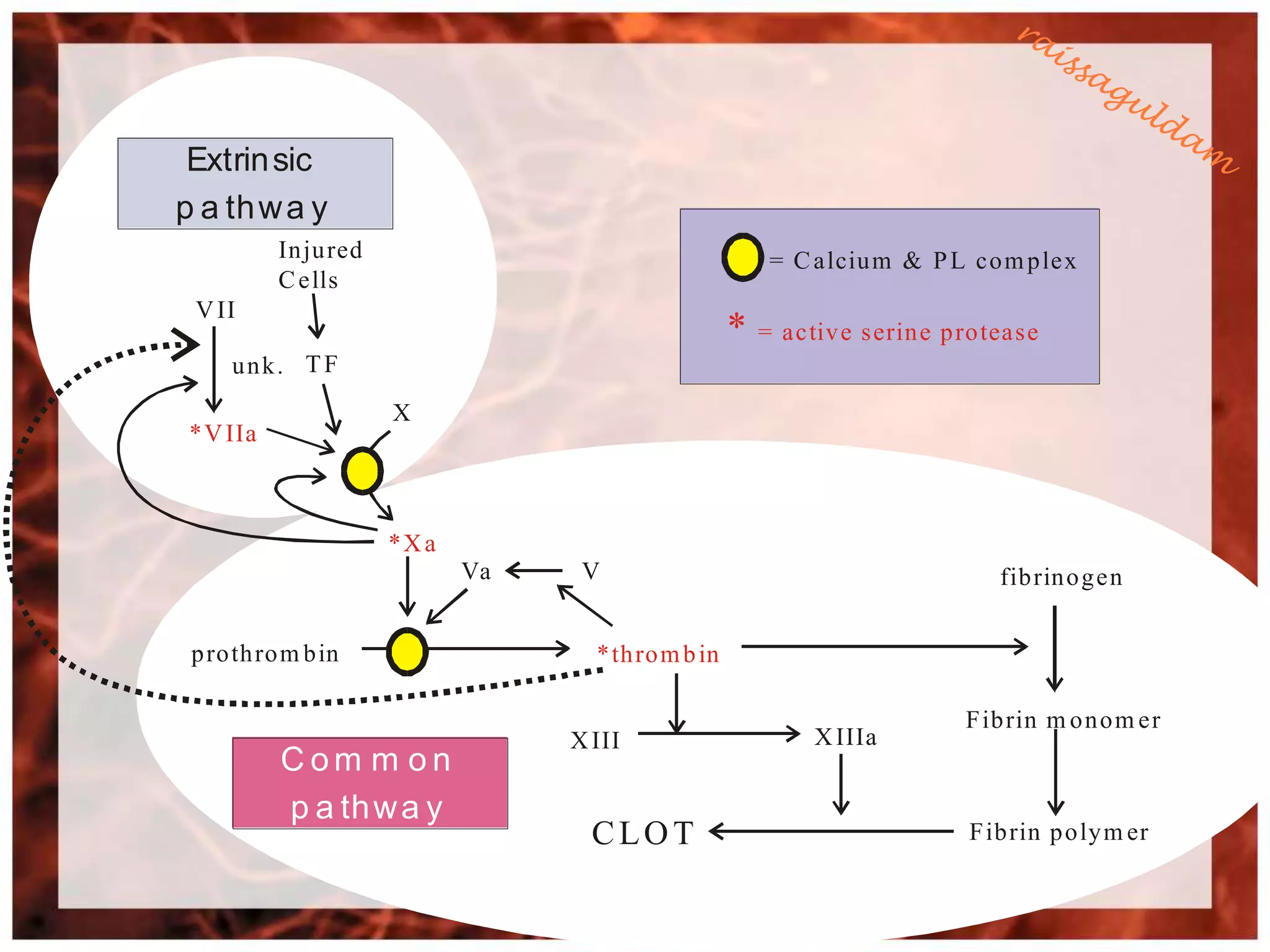 Extrin sic
p a th w a y
           In ju red                                      = C alciu m & P L co m p lex
           C ells
 V II
                                                      * = activ e serin e p ro tease
     unk. T F
                       X
 * V IIa



                       *X a
                              Va    V                                           fib rin o g en


 p ro th ro m b in                   * th ro m b in

                                                                             F ib rin m o n o m er
                                   X III                      X IIIa
           Com m on
           p a th w a y
                                     CLOT                                    F ib rin p o ly m er
 