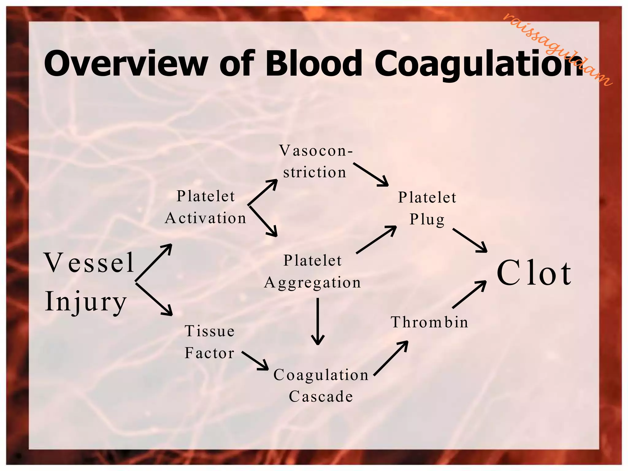 Overview of Blood Coagulation

                            V aso co n-
                            strictio n
            P latelet                         P latelet
           A ctivatio n                         P lu g

V essel                      P latelet
                                                           C lot
                          A gg reg ation
In ju ry
                                             T hro m bin
             T issu e
             F acto r
                           C o agu latio n
                             C ascad e
 