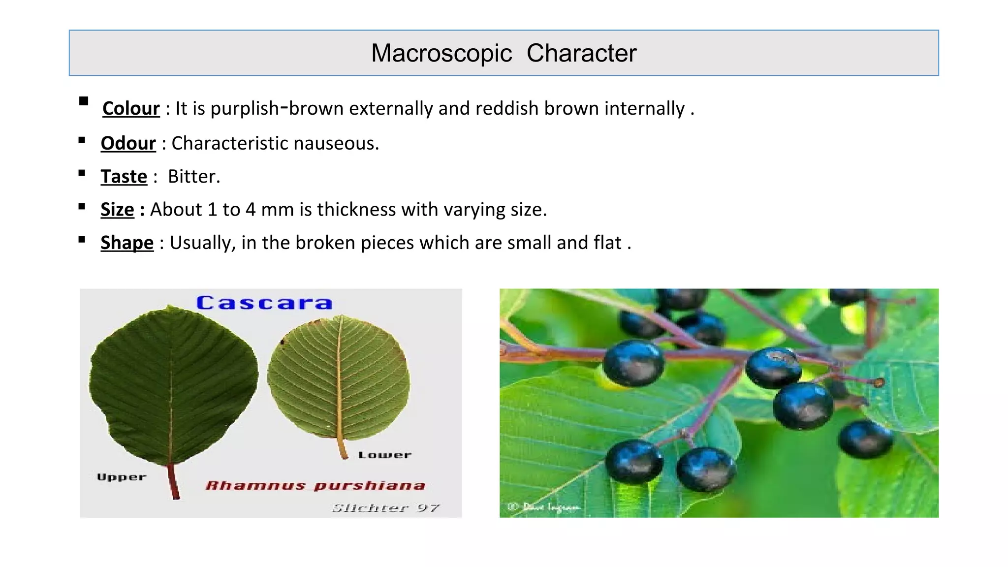Macroscopic Character
 Colour : It is purplish-brown externally and reddish brown internally .
 Odour : Characteristic nauseous.
 Taste : Bitter.
 Size : About 1 to 4 mm is thickness with varying size.
 Shape : Usually, in the broken pieces which are small and flat .
 