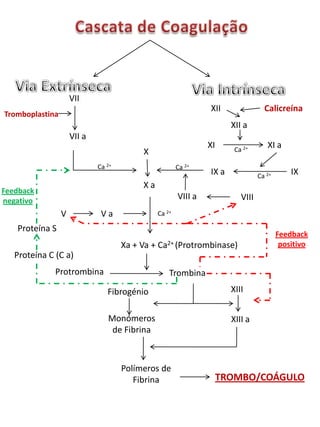 Cascata de Coagulação Via Extrínseca Via Intrínseca Calicreína XII VII XII a Tromboplastina VII a XI XI a Ca 2+ X Ca 2+ Ca 2+ IX IX a Ca 2+ X a Feedback negativo VIII a VIII  V  V a  Ca 2+ Proteína S Feedback positivo Xa + Va + Ca2+ (Protrombinase) Proteína C (C a) Protrombina Trombina XIII Fibrogénio Monómeros de Fibrina XIII a Polímeros de Fibrina TROMBO/COÁGULO 
