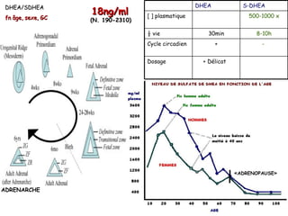 DHEA/SDHEA                                           DHEA           S-DHEA
                    18ng/ml         [ ] plasmatique                    500-1000 x
 fn âge, sexe, GC   (N. 190-2310)

                                    ½ vie                30min           8-10h
                                    Cycle circadien          +             -


                                    Dosage             + Délicat




                                                                   «ADRENOPAUSE»


ADRENARCHE
 