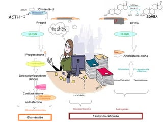 ACTH +                   SDHEA
         CYP17   CYP17
 