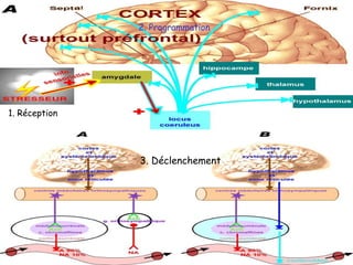 2. Programmation




1. Réception




               3. Déclenchement
 