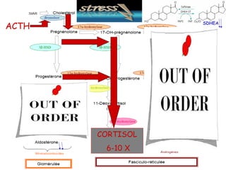ACTH              SDHEA




         +




       CORTISOL
        6-10 X
 