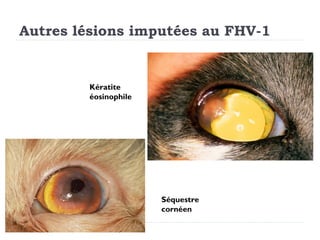 Autres lésions imputées au FHV-1


        Kératite
        éosinophile




                      Séquestre
                      cornéen
 