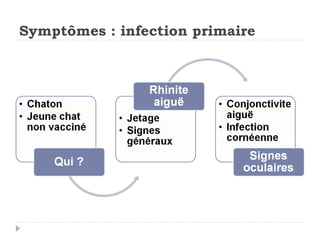 Symptômes : infection primaire
 