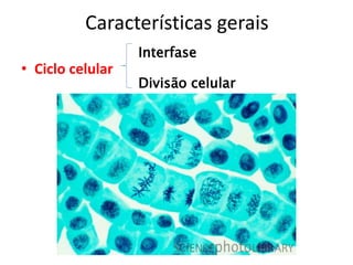 Características gerais
• Ciclo celular
Interfase
Divisão celular
 