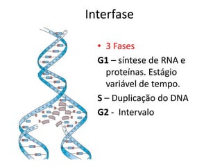 Interfase
• 3 Fases
G1 – síntese de RNA e
proteínas. Estágio
variável de tempo.
S – Duplicação do DNA
G2 - Intervalo
 