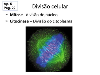 Divisão celular
• Mitose - divisão do núcleo
• Citocinese – Divisão do citoplasma
Ap. 5
Pag. 22
 