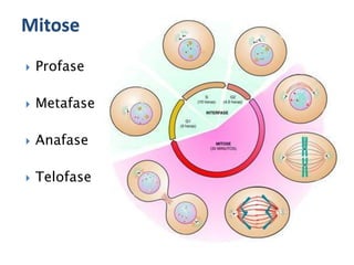  Profase
 Metafase
 Anafase
 Telofase
Mitose
 