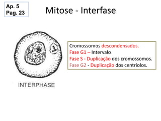 Mitose - Interfase
Cromossomos descondensados.
Fase G1 – Intervalo
Fase S - Duplicação dos cromossomos.
Fase G2 - Duplicação dos centríolos.
Ap. 5
Pag. 23
 
