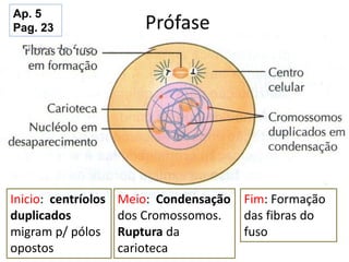 Prófase
Inicio: centríolos
duplicados
migram p/ pólos
opostos
Meio: Condensação
dos Cromossomos.
Ruptura da
carioteca
Fim: Formação
das fibras do
fuso
Ap. 5
Pag. 23
 