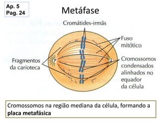 Metáfase
Cromossomos na região mediana da célula, formando a
placa metafásica
Ap. 5
Pag. 24
 