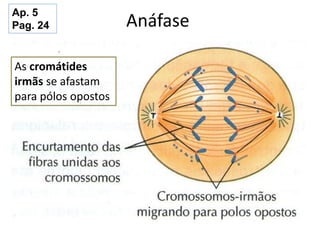 Anáfase
As cromátides
irmãs se afastam
para pólos opostos
Ap. 5
Pag. 24
 