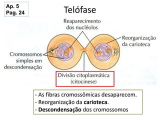 Telófase
- As fibras cromossômicas desaparecem.
- Reorganização da carioteca.
- Descondensação dos cromossomos
Ap. 5
Pag. 24
 
