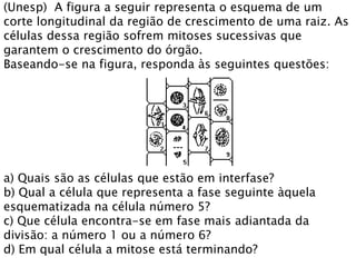 (Unesp) A figura a seguir representa o esquema de um
corte longitudinal da região de crescimento de uma raiz. As
células dessa região sofrem mitoses sucessivas que
garantem o crescimento do órgão.
Baseando-se na figura, responda às seguintes questões:
a) Quais são as células que estão em interfase?
b) Qual a célula que representa a fase seguinte àquela
esquematizada na célula número 5?
c) Que célula encontra-se em fase mais adiantada da
divisão: a número 1 ou a número 6?
d) Em qual célula a mitose está terminando?
 