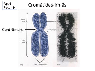 Cromátides-irmãs
Centrômero
Ap. 5
Pag. 19
 