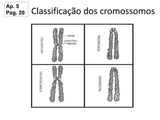 Classificação dos cromossomos
Ap. 5
Pag. 20
 