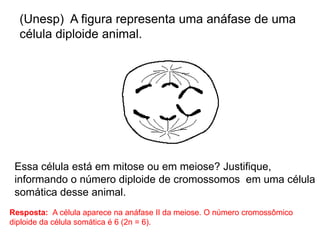 (Unesp) A figura representa uma anáfase de uma
célula diploide animal.
Essa célula está em mitose ou em meiose? Justifique,
informando o número diploide de cromossomos em uma célula
somática desse animal.
Resposta: A célula aparece na anáfase II da meiose. O número cromossômico
diploide da célula somática é 6 (2n = 6).
 