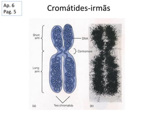 Cromátides-irmãsAp. 6
Pag. 5
 