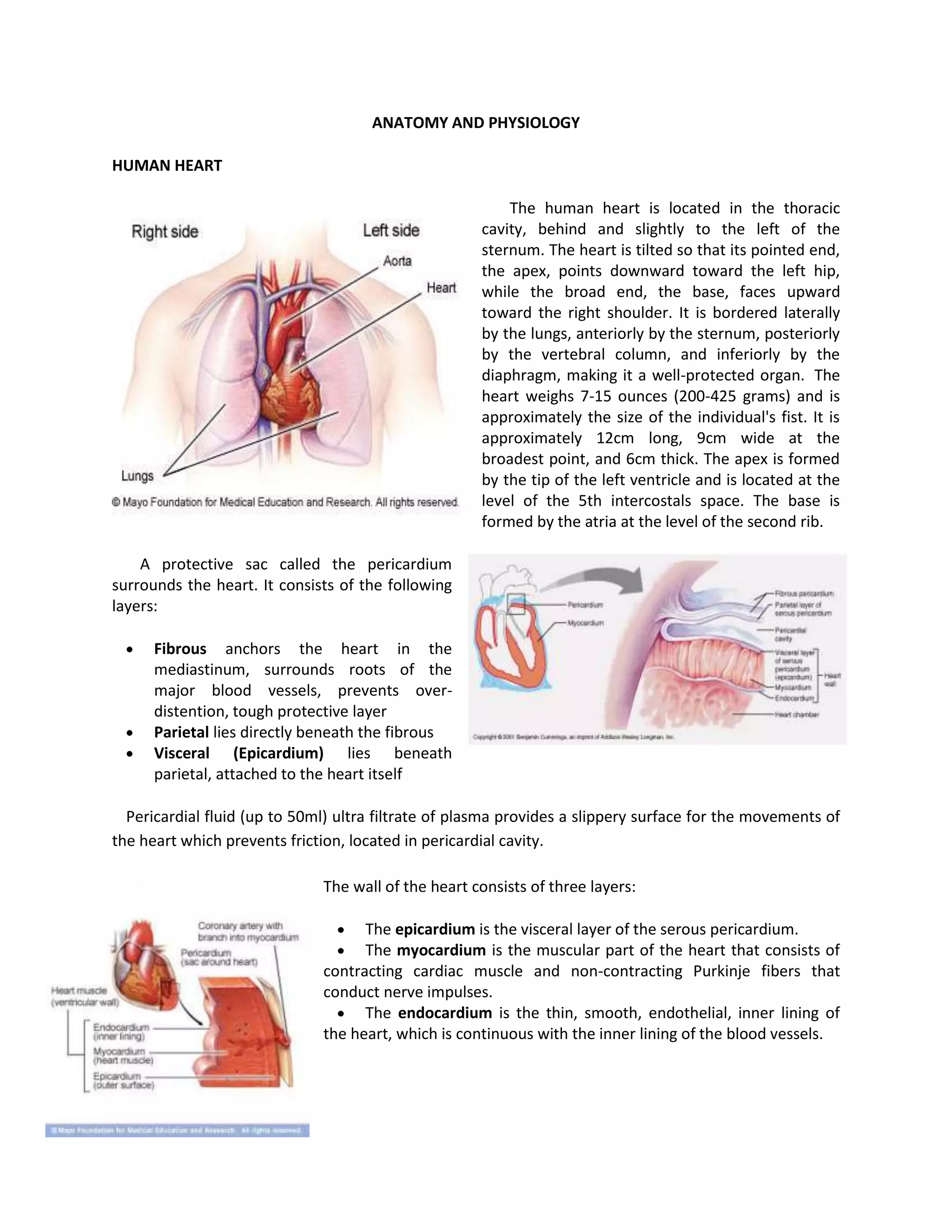 ANATOMY AND PHYSIOLOGY

HUMAN HEART

                                                         The human heart is located in the thoracic
                                                     cavity, behind and slightly to the left of the
                                                     sternum. The heart is tilted so that its pointed end,
                                                     the apex, points downward toward the left hip,
                                                     while the broad end, the base, faces upward
                                                     toward the right shoulder. It is bordered laterally
                                                     by the lungs, anteriorly by the sternum, posteriorly
                                                     by the vertebral column, and inferiorly by the
                                                     diaphragm, making it a well-protected organ. The
                                                     heart weighs 7-15 ounces (200-425 grams) and is
                                                     approximately the size of the individual's fist. It is
                                                     approximately 12cm long, 9cm wide at the
                                                     broadest point, and 6cm thick. The apex is formed
                                                     by the tip of the left ventricle and is located at the
                                                     level of the 5th intercostals space. The base is
                                                     formed by the atria at the level of the second rib.

    A protective sac called the pericardium
surrounds the heart. It consists of the following
layers:

      Fibrous anchors the heart in the
      mediastinum, surrounds roots of the
      major blood vessels, prevents over-
      distention, tough protective layer
      Parietal lies directly beneath the fibrous
      Visceral (Epicardium) lies beneath
      parietal, attached to the heart itself

  Pericardial fluid (up to 50ml) ultra filtrate of plasma provides a slippery surface for the movements of
the heart which prevents friction, located in pericardial cavity.

                              The wall of the heart consists of three layers:

                                    The epicardium is the visceral layer of the serous pericardium.
                                    The myocardium is the muscular part of the heart that consists of
                              contracting cardiac muscle and non-contracting Purkinje fibers that
                              conduct nerve impulses.
                                    The endocardium is the thin, smooth, endothelial, inner lining of
                              the heart, which is continuous with the inner lining of the blood vessels.
 