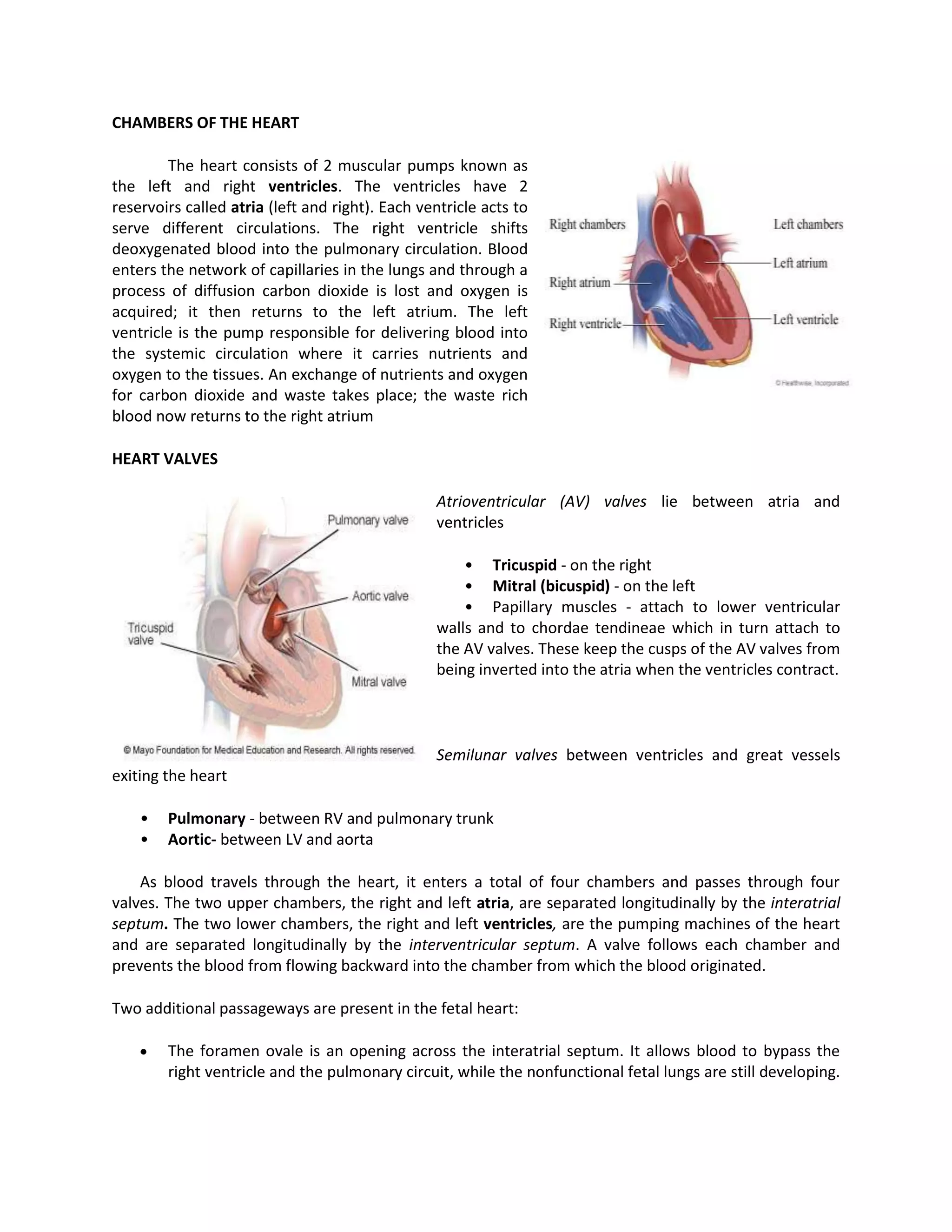 CHAMBERS OF THE HEART

        The heart consists of 2 muscular pumps known as
the left and right ventricles. The ventricles have 2
reservoirs called atria (left and right). Each ventricle acts to
serve different circulations. The right ventricle shifts
deoxygenated blood into the pulmonary circulation. Blood
enters the network of capillaries in the lungs and through a
process of diffusion carbon dioxide is lost and oxygen is
acquired; it then returns to the left atrium. The left
ventricle is the pump responsible for delivering blood into
the systemic circulation where it carries nutrients and
oxygen to the tissues. An exchange of nutrients and oxygen
for carbon dioxide and waste takes place; the waste rich
blood now returns to the right atrium

HEART VALVES

                                                 Atrioventricular (AV) valves lie between atria and
                                                 ventricles

                                                     • Tricuspid - on the right
                                                     • Mitral (bicuspid) - on the left
                                                     • Papillary muscles - attach to lower ventricular
                                                 walls and to chordae tendineae which in turn attach to
                                                 the AV valves. These keep the cusps of the AV valves from
                                                 being inverted into the atria when the ventricles contract.



                                                 Semilunar valves between ventricles and great vessels
exiting the heart

    •   Pulmonary - between RV and pulmonary trunk
    •   Aortic- between LV and aorta

    As blood travels through the heart, it enters a total of four chambers and passes through four
valves. The two upper chambers, the right and left atria, are separated longitudinally by the interatrial
septum. The two lower chambers, the right and left ventricles, are the pumping machines of the heart
and are separated longitudinally by the interventricular septum. A valve follows each chamber and
prevents the blood from flowing backward into the chamber from which the blood originated.

Two additional passageways are present in the fetal heart:

        The foramen ovale is an opening across the interatrial septum. It allows blood to bypass the
        right ventricle and the pulmonary circuit, while the nonfunctional fetal lungs are still developing.
 