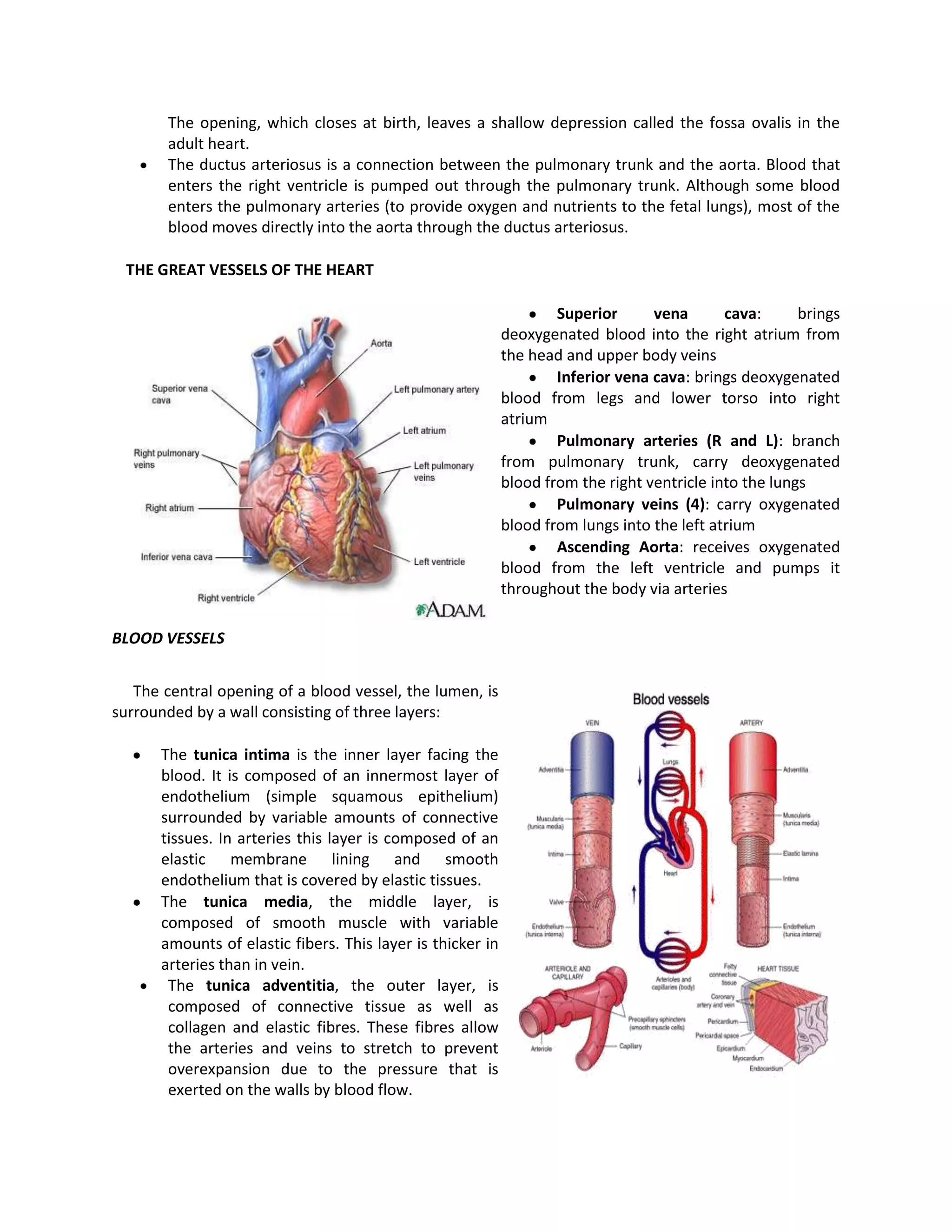 The opening, which closes at birth, leaves a shallow depression called the fossa ovalis in the
       adult heart.
       The ductus arteriosus is a connection between the pulmonary trunk and the aorta. Blood that
       enters the right ventricle is pumped out through the pulmonary trunk. Although some blood
       enters the pulmonary arteries (to provide oxygen and nutrients to the fetal lungs), most of the
       blood moves directly into the aorta through the ductus arteriosus.

 THE GREAT VESSELS OF THE HEART

                                                                    Superior      vena       cava:      brings
                                                            deoxygenated blood into the right atrium from
                                                            the head and upper body veins
                                                                    Inferior vena cava: brings deoxygenated
                                                            blood from legs and lower torso into right
                                                            atrium
                                                                    Pulmonary arteries (R and L): branch
                                                            from pulmonary trunk, carry deoxygenated
                                                            blood from the right ventricle into the lungs
                                                                    Pulmonary veins (4): carry oxygenated
                                                            blood from lungs into the left atrium
                                                                    Ascending Aorta: receives oxygenated
                                                            blood from the left ventricle and pumps it
                                                            throughout the body via arteries

BLOOD VESSELS


   The central opening of a blood vessel, the lumen, is
surrounded by a wall consisting of three layers:

      The tunica intima is the inner layer facing the
      blood. It is composed of an innermost layer of
      endothelium (simple squamous epithelium)
      surrounded by variable amounts of connective
      tissues. In arteries this layer is composed of an
      elastic membrane lining and smooth
      endothelium that is covered by elastic tissues.
      The tunica media, the middle layer, is
      composed of smooth muscle with variable
      amounts of elastic fibers. This layer is thicker in
      arteries than in vein.
       The tunica adventitia, the outer layer, is
       composed of connective tissue as well as
       collagen and elastic fibres. These fibres allow
       the arteries and veins to stretch to prevent
       overexpansion due to the pressure that is
       exerted on the walls by blood flow.
 