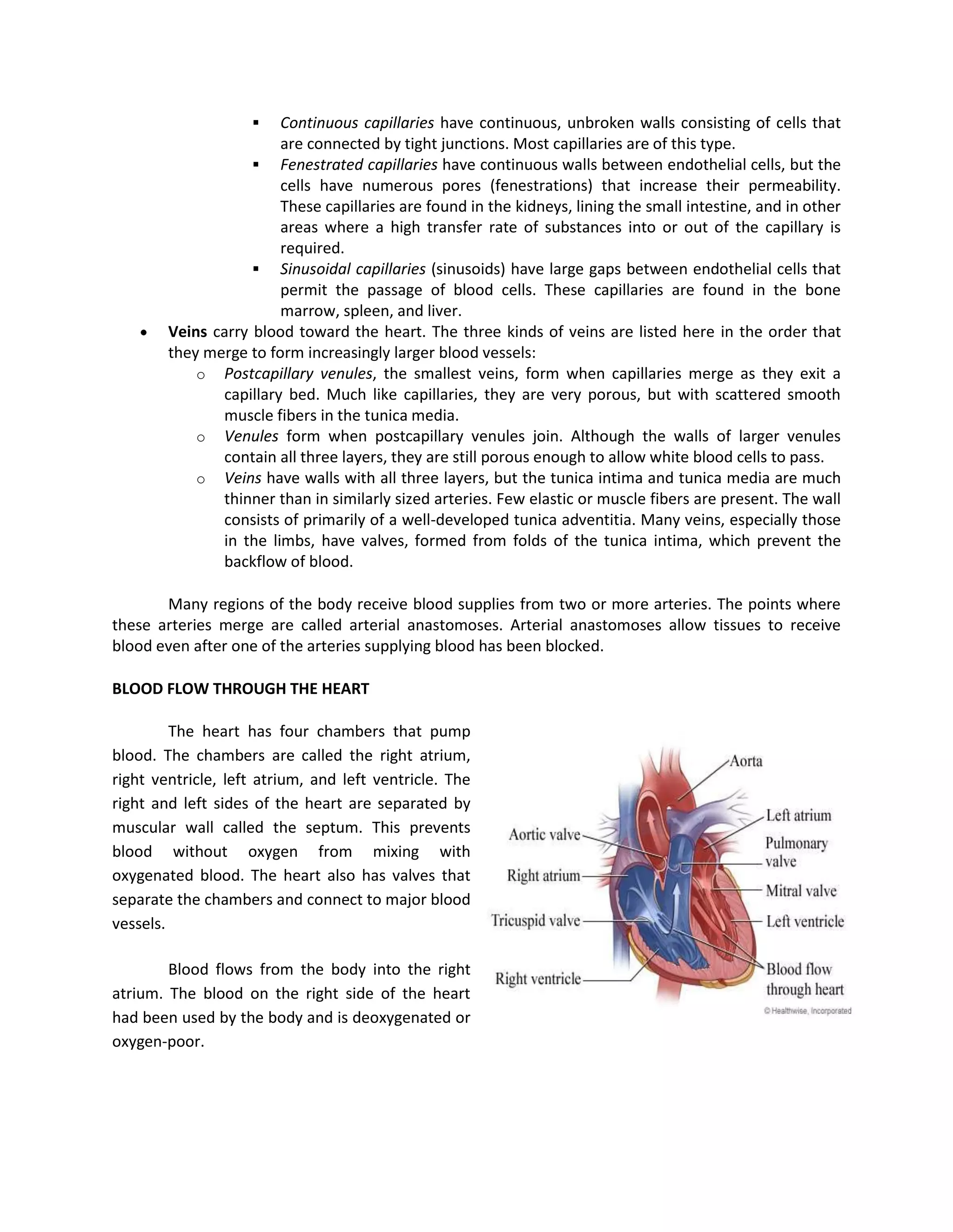    Continuous capillaries have continuous, unbroken walls consisting of cells that
                        are connected by tight junctions. Most capillaries are of this type.
                     Fenestrated capillaries have continuous walls between endothelial cells, but the
                        cells have numerous pores (fenestrations) that increase their permeability.
                        These capillaries are found in the kidneys, lining the small intestine, and in other
                        areas where a high transfer rate of substances into or out of the capillary is
                        required.
                     Sinusoidal capillaries (sinusoids) have large gaps between endothelial cells that
                        permit the passage of blood cells. These capillaries are found in the bone
                        marrow, spleen, and liver.
        Veins carry blood toward the heart. The three kinds of veins are listed here in the order that
        they merge to form increasingly larger blood vessels:
            o Postcapillary venules, the smallest veins, form when capillaries merge as they exit a
               capillary bed. Much like capillaries, they are very porous, but with scattered smooth
               muscle fibers in the tunica media.
            o Venules form when postcapillary venules join. Although the walls of larger venules
               contain all three layers, they are still porous enough to allow white blood cells to pass.
            o Veins have walls with all three layers, but the tunica intima and tunica media are much
               thinner than in similarly sized arteries. Few elastic or muscle fibers are present. The wall
               consists of primarily of a well-developed tunica adventitia. Many veins, especially those
               in the limbs, have valves, formed from folds of the tunica intima, which prevent the
               backflow of blood.

       Many regions of the body receive blood supplies from two or more arteries. The points where
these arteries merge are called arterial anastomoses. Arterial anastomoses allow tissues to receive
blood even after one of the arteries supplying blood has been blocked.

BLOOD FLOW THROUGH THE HEART

         The heart has four chambers that pump
blood. The chambers are called the right atrium,
right ventricle, left atrium, and left ventricle. The
right and left sides of the heart are separated by
muscular wall called the septum. This prevents
blood without oxygen from mixing with
oxygenated blood. The heart also has valves that
separate the chambers and connect to major blood
vessels.

        Blood flows from the body into the right
atrium. The blood on the right side of the heart
had been used by the body and is deoxygenated or
oxygen-poor.
 