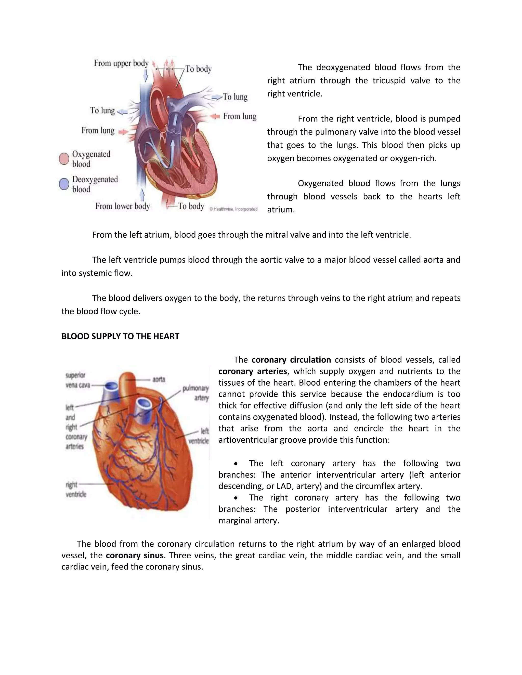 The deoxygenated blood flows from the
                                                       right atrium through the tricuspid valve to the
                                                       right ventricle.

                                                              From the right ventricle, blood is pumped
                                                       through the pulmonary valve into the blood vessel
                                                       that goes to the lungs. This blood then picks up
                                                       oxygen becomes oxygenated or oxygen-rich.

                                                               Oxygenated blood flows from the lungs
                                                       through blood vessels back to the hearts left
                                                       atrium.

        From the left atrium, blood goes through the mitral valve and into the left ventricle.

         The left ventricle pumps blood through the aortic valve to a major blood vessel called aorta and
into systemic flow.

        The blood delivers oxygen to the body, the returns through veins to the right atrium and repeats
the blood flow cycle.

BLOOD SUPPLY TO THE HEART

                                               The coronary circulation consists of blood vessels, called
                                          coronary arteries, which supply oxygen and nutrients to the
                                          tissues of the heart. Blood entering the chambers of the heart
                                          cannot provide this service because the endocardium is too
                                          thick for effective diffusion (and only the left side of the heart
                                          contains oxygenated blood). Instead, the following two arteries
                                          that arise from the aorta and encircle the heart in the
                                          artioventricular groove provide this function:

                                                 The left coronary artery has the following two
                                          branches: The anterior interventricular artery (left anterior
                                          descending, or LAD, artery) and the circumflex artery.
                                                 The right coronary artery has the following two
                                          branches: The posterior interventricular artery and the
                                          marginal artery.

    The blood from the coronary circulation returns to the right atrium by way of an enlarged blood
vessel, the coronary sinus. Three veins, the great cardiac vein, the middle cardiac vein, and the small
cardiac vein, feed the coronary sinus.
 