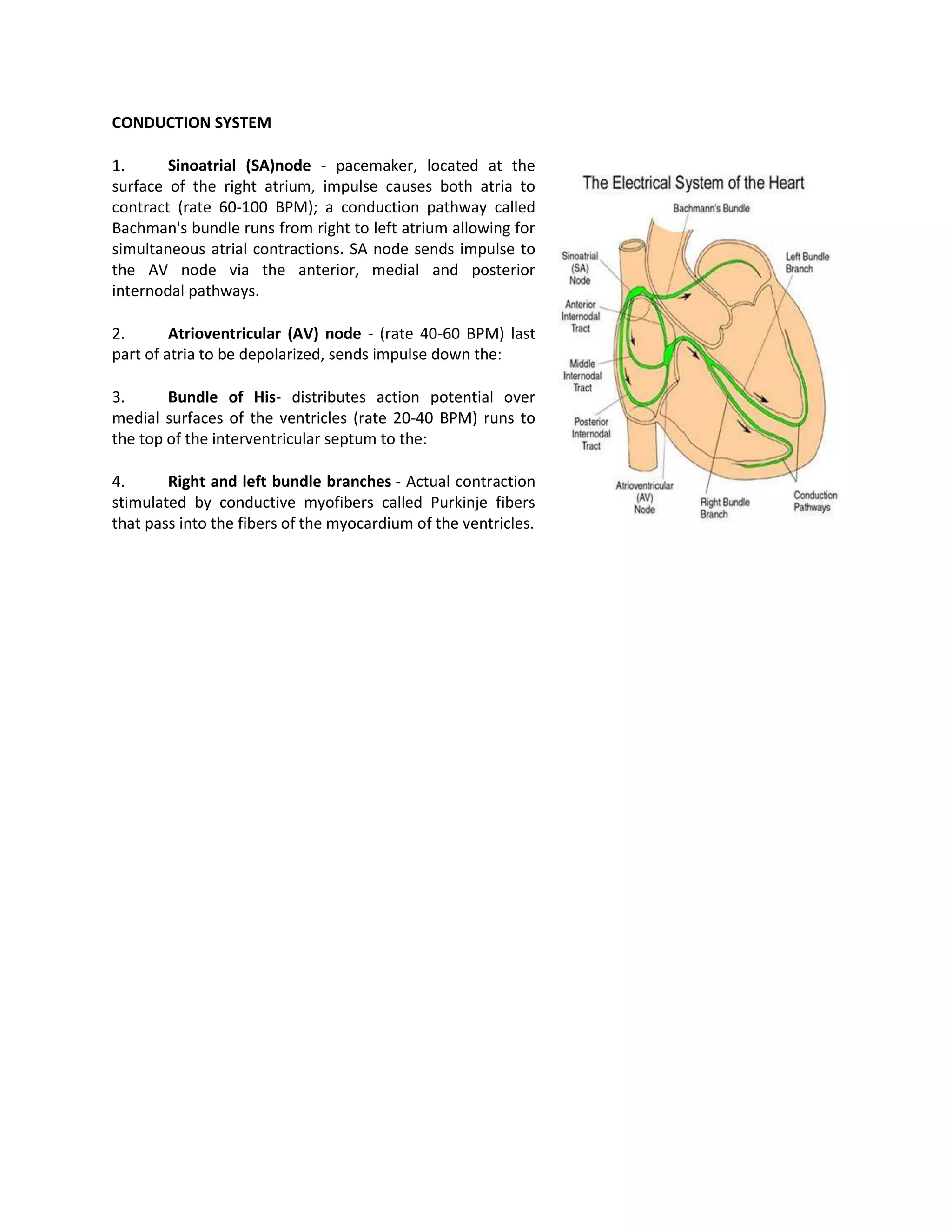 CONDUCTION SYSTEM

1.      Sinoatrial (SA)node - pacemaker, located at the
surface of the right atrium, impulse causes both atria to
contract (rate 60-100 BPM); a conduction pathway called
Bachman's bundle runs from right to left atrium allowing for
simultaneous atrial contractions. SA node sends impulse to
the AV node via the anterior, medial and posterior
internodal pathways.

2.       Atrioventricular (AV) node - (rate 40-60 BPM) last
part of atria to be depolarized, sends impulse down the:

3.      Bundle of His- distributes action potential over
medial surfaces of the ventricles (rate 20-40 BPM) runs to
the top of the interventricular septum to the:

4.      Right and left bundle branches - Actual contraction
stimulated by conductive myofibers called Purkinje fibers
that pass into the fibers of the myocardium of the ventricles.
 