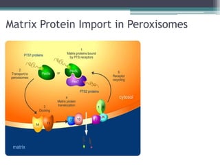 Matrix Protein Import in Peroxisomes
 