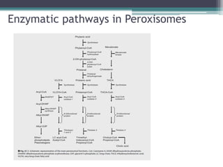 Enzymatic pathways in Peroxisomes
 