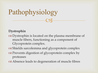 
Dystrophin
 Dystrophin is located on the plasma membrane of
muscle fibers, functioning as a component of
Glycoprotein complex.
 Shields sarcolemma and glycoprotein complex
 Prevents digestion of glycoprotein complex by
proteases
 Absence leads to degeneration of muscle fibres
Pathophysiology
 