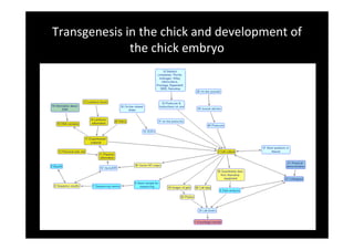 Transgenesis in the chick and development of 
the chick embryo
 