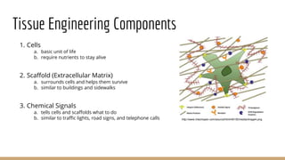 Case study 2 - Tissue Engineering Scaffold | PPTX