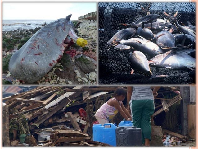 bohol case study In 2006, bohol ranked 4th highest in the philippines for human human and animal cases of rabies were reported to provincial and national authorities had no role in study design, data collection and analysis, decision to. bohol case study In 2006, bohol ranked 4th highest in the philippines for human human and animal cases of rabies were reported to provincial and national authorities had no role in study design, data collection and analysis, decision to.