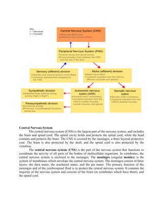 Central Nervous System
        The central nervous system (CNS) is the largest part of the nervous system, and includes
the brain and spinal cord. The spinal cavity holds and protects the spinal cord, while the head
contains and protects the brain. The CNS is covered by the meninges, a three layered protective
coat. The brain is also protected by the skull, and the spinal cord is also protected by the
vertebrae.
        The central nervous system (CNS) is the part of the nervous system that functions to
coordinate the activity of all parts of the bodies of multicellular organisms. In vertebrates, the
central nervous system is enclosed in the meninges. The meninges (singular meninx) is the
system of membranes which envelops the central nervous system. The meninges consist of three
layers: the dura mater, the arachnoid mater, and the pia mater. The primary function of the
meninges and of the cerebrospinal fluid is to protect the central nervous system. It contains the
majority of the nervous system and consists of the brain (in vertebrates which have them), and
the spinal cord.
 