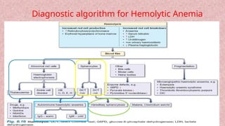 anemia: case based lecture for under graduates | PPTX
