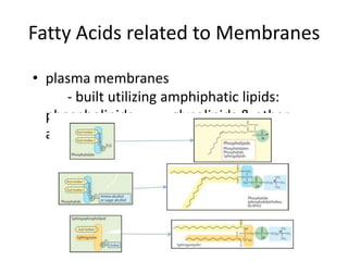 Fatty Acids related to Membranes

• plasma membranes
     - built utilizing amphiphatic lipids:
  phospholipids,        glycolipids & other
  amphipatic lipids
 