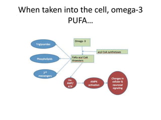 When taken into the cell, omega-3
            PUFA…
 