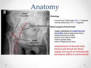 Anatomy
•Osteology
•normal neck shaft-angle 130 +/- 7 degrees
•normal anteversion 10 +/- 7 degrees
•Blood supply to femoral head
•major contributor is medial femoral
circumflex (lateral epiphyseal artery)
•lateral femoral circumflex
(anterior and inferior head)
•inferior gluteal artery
•artery of ligamentum teres
•displacement of femoral neck
fracture will disrupt the blood
supply and cause an intracapsular
hematoma (effect is controversial)
 
