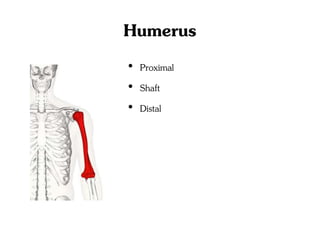 Humerus
• Proximal
• Shaft
• Distal
 