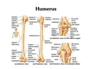 Humerus
 
