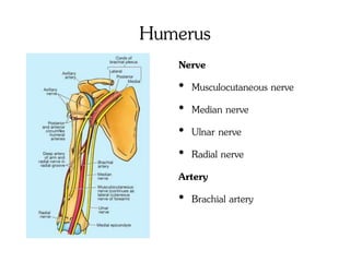 Humerus
Nerve
• Musculocutaneous nerve
• Median nerve
• Ulnar nerve
• Radial nerve
Artery
• Brachial artery
 
