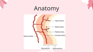 Anatomy
 